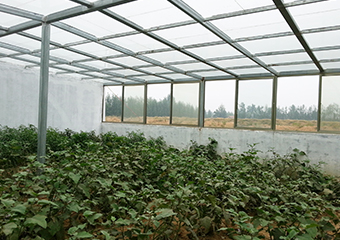 山東濟寧光伏（fú）農（nóng）業大棚